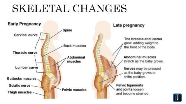 prenatal-chiropractor-vancouver-websters-technique